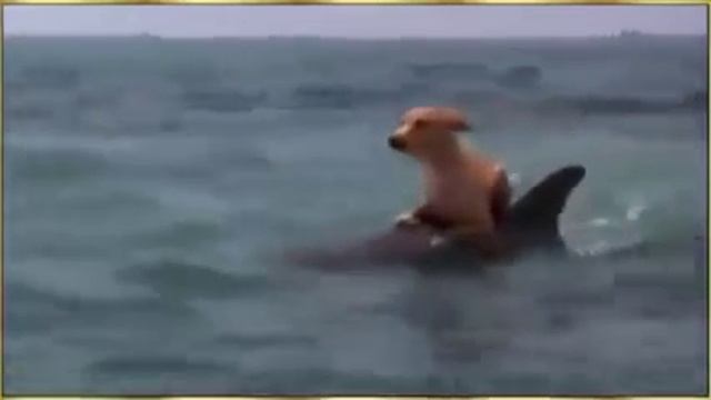 Чудеса АЛЛАХА смотреть онлайн