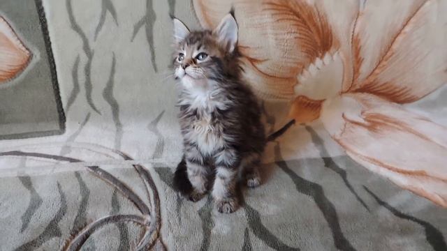 Котёнок мейн кун чёрный мрамор. Питомник. смотреть онлайн