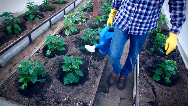 Высаживаем рассаду острого перца в теплицу. Сезон 2023. Ранняя высадка. смотреть онлайн