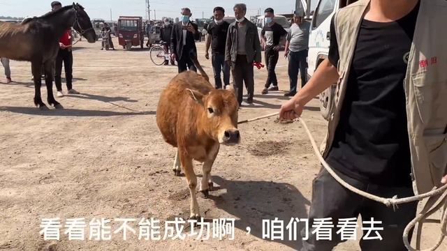 成功修復！被忽略的毛驢蹄子巨長無比！無法走路，遭人嫌棄！師父一刀切掉長蹄子後，大腳丫瞬間恢復正常，毛驢輕鬆了看著真過癮！ смотреть онлайн