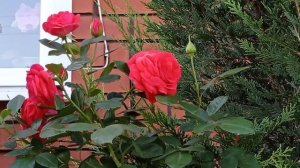 Плетистая роза "Салита". Первое цветение. Июль 2022.