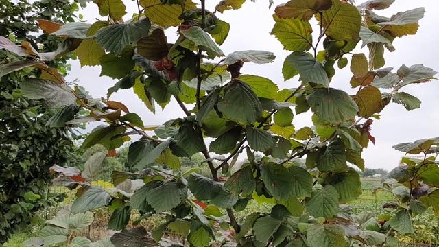 Фундук для средней полосы России. Обзор по сортам, лето 2021 года смотреть онлайн