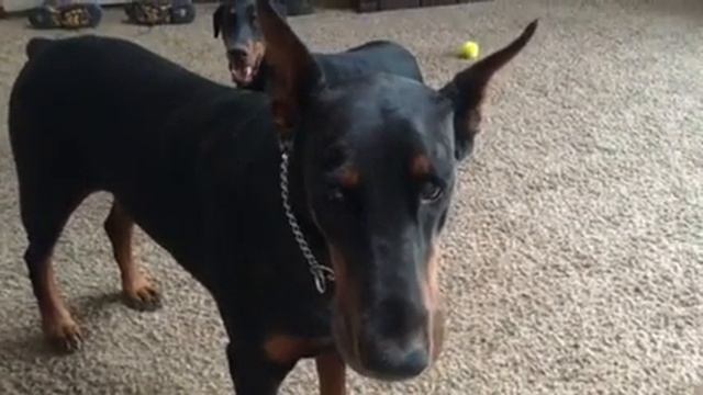 Избалованная доберманша требует внимания. / My spoiled Doberman demands attention. смотреть онлайн