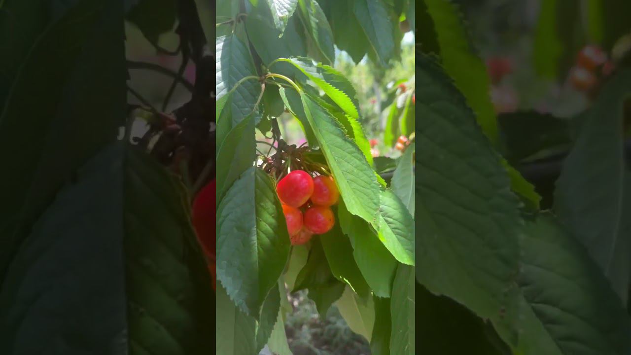 4 июня 2024 г.