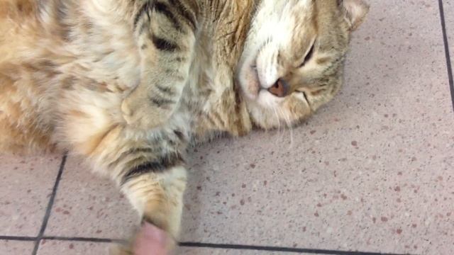 Don't Wake Fat Cats! смотреть онлайн