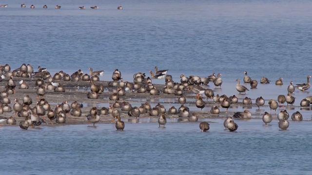 Осёдланная оседлость. Ударение на птицах #4 смотреть онлайн