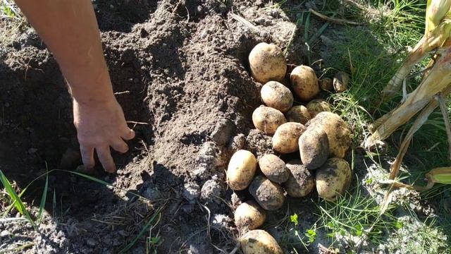 Картопля сорту Коннект смотреть онлайн