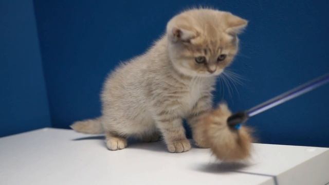 British Shorthair Male Kitten, 2 Months Old, Lilac Tabby.