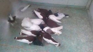 Ржевские Ленточные Турманы Голуби, моя голубятня