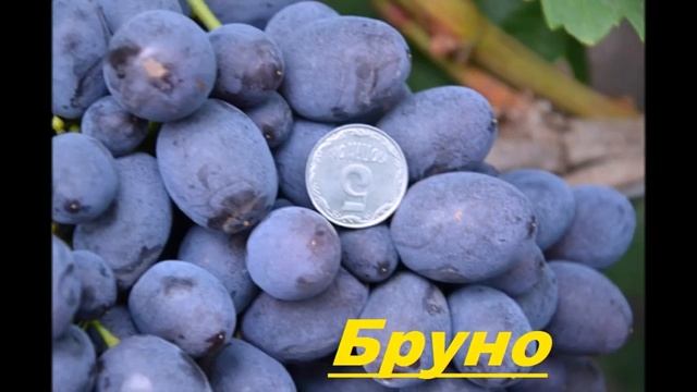 Виноград Бурдака А В Grapes of Burdak A смотреть онлайн