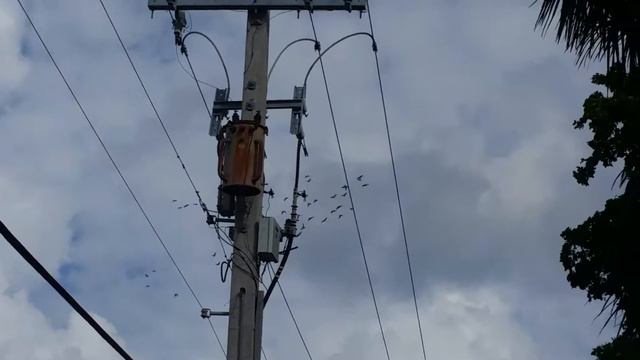 Cool Green Parrots in Florida - Классные Зелёные Попугаи смотреть онлайн