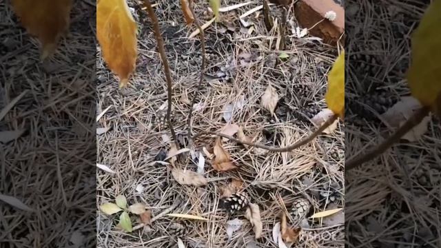 Вид переделаного цветника осень 2021 года. смотреть онлайн