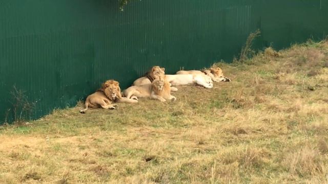 Тигры любят принимать летящие 