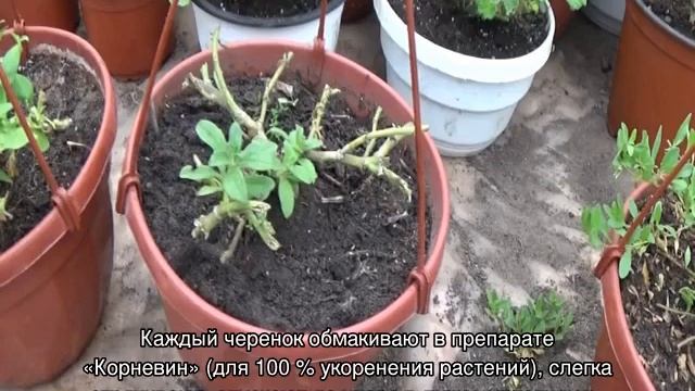 Чем сурфиния отличается от петунии — уход и выращивание смотреть онлайн