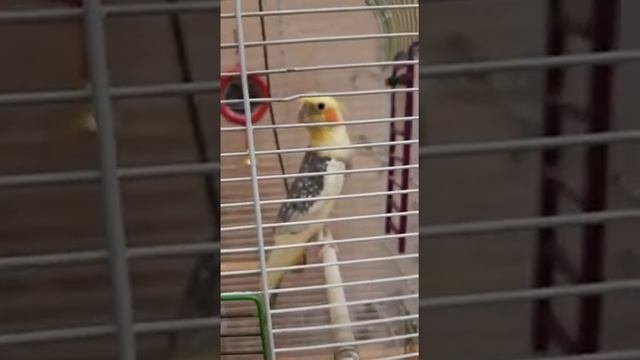 Пение кореллы самца. смотреть онлайн