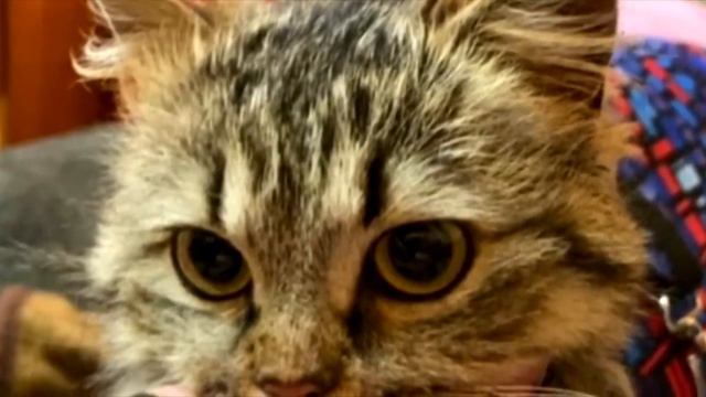 Достал из помойки кошку в колтунах. А через 2 дня сделала сюрприз! смотреть онлайн