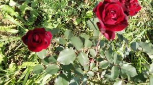 Роза «Грандесса» (Rose Grandessa)