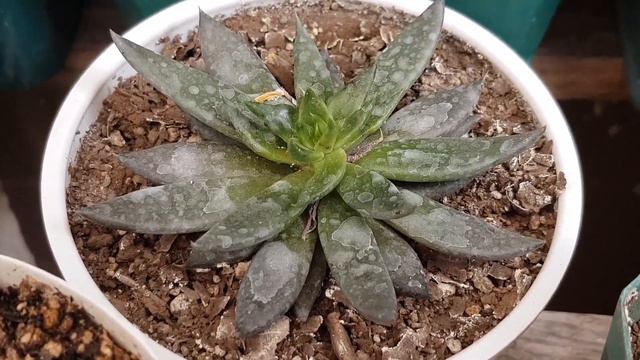 Reto No. 01 - 6 Suculentas favoritas por el momento - Challenge No. 01 - 6 favorite succulent смотреть онлайн