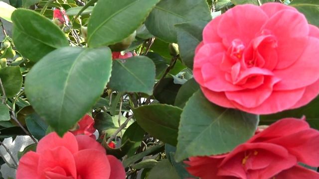 Camellia Japonica ´Lady Campbell´