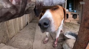 Волки нападают… Режут собак.