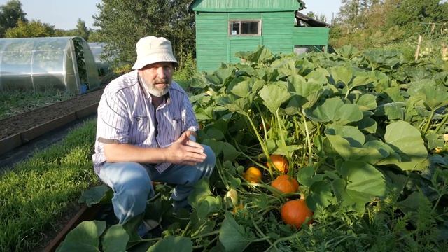 ТЫКВА ОРАНЖ САММЕР F1 самая милая компактная тыква смотреть онлайн