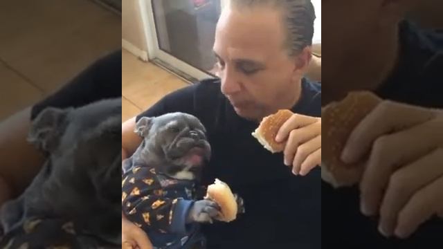 Смешной Французский бульдог со своим хозяином!!) смотреть онлайн