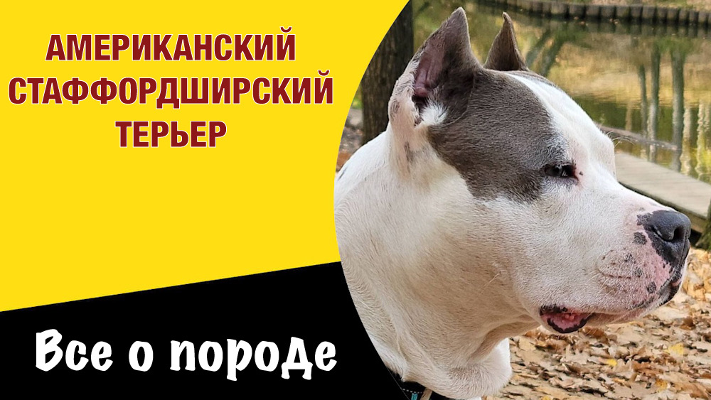 Амстафф - всё о породе. Воин без страха и упрека смотреть онлайн