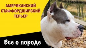 Амстафф - всё о породе. Воин без страха и упрека