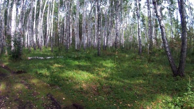 152.Окунево.Озеро Шайтан.Наконец-то заснял лебедей. смотреть онлайн