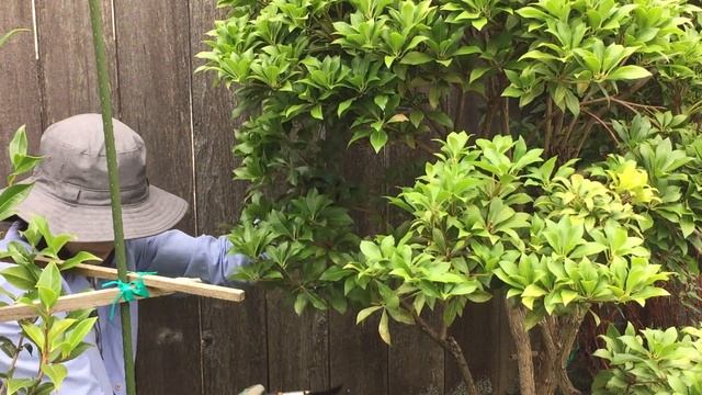 Pieris Japonica - Cloud Pruning -  2020 Part 2