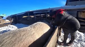 Почему бросил медицину и где работаю сейчас. Хлопоты по хозяйству на канале Омск Москаленки.