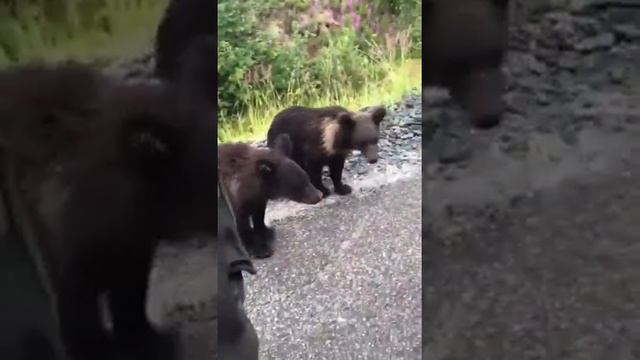 Решил погладить Мишу) руки пахнут рыбой! смотреть онлайн