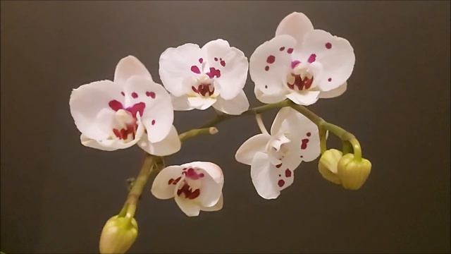 自己养开花的蝴蝶兰花期更长 （Subtitles）Growing your own Phalaenopsis blooms longer смотреть онлайн