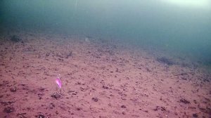 Теперь есть на что Ловить Крупную щуку и Судака!!!  Ловля щуки на Виб Generic Craft!