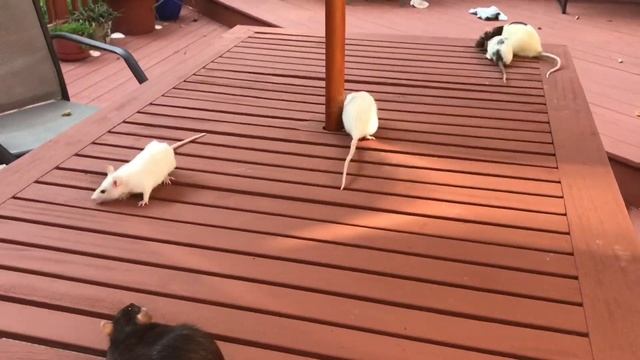 Introductions! The rats meet for the first time! смотреть онлайн