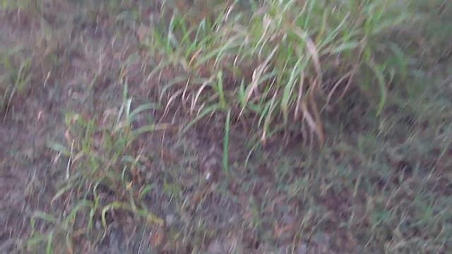 Охота на перепёлку и коростеля с легавыми собаками в Сочи Адлер 12.10.17 г . смотреть онлайн