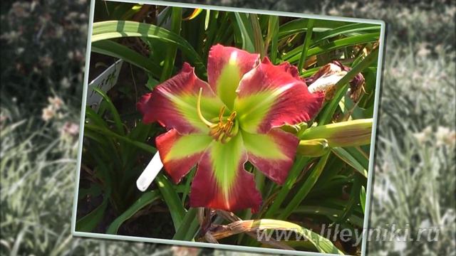 Лилейники моя селекция №21378 (АДМИРАЛ x TET ROSE F KENNEDY) смотреть онлайн