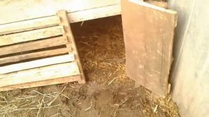 МОИ ПОДСАДНЫЕ УТКИ. УТКА КРЯКВА. ДЕЛАЕМ КЛЕТКУ ДЛЯ УТОК