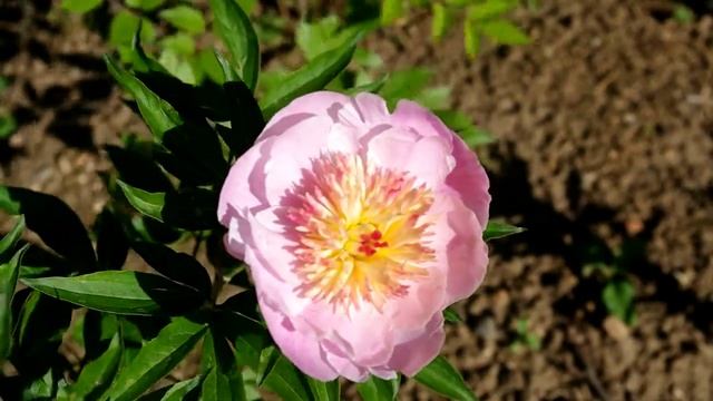 Жемчужная россыпь/dachniiotvet.galaktikalife TV/Knora смотреть онлайн