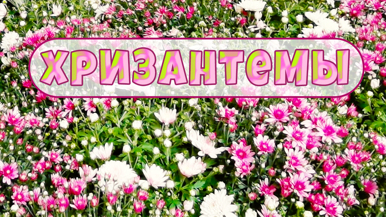 Выставка хризантем на ВДНХ. Хризантемы и не только. смотреть онлайн