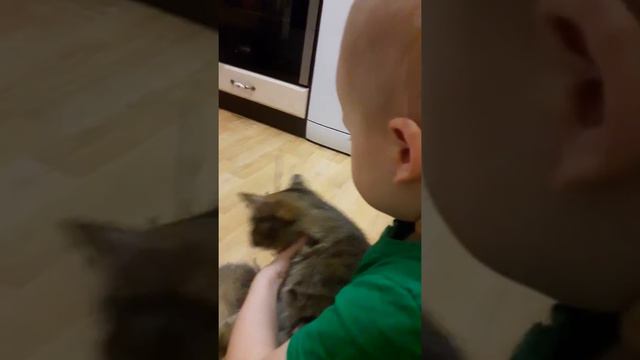 Стрижка кошки смотреть онлайн