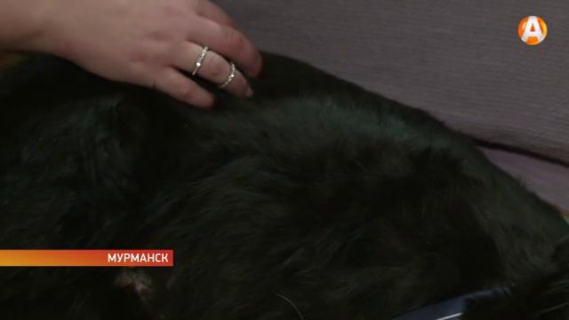 Доброта спасла Вуйчу смотреть онлайн