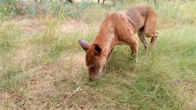 Встреча с дикой собакой динго в Австралии смотреть онлайн