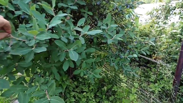 Жимолость 25 летний куст. Обзор и плодоношение. смотреть онлайн