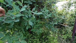 Жимолость 25 летний куст. Обзор и плодоношение.