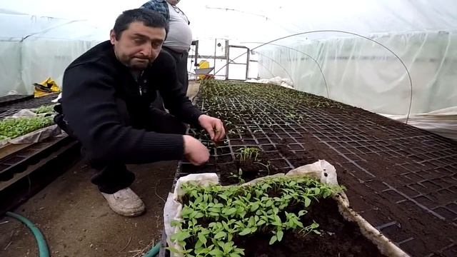 Перец в теплице - серия 1. Перец Даймос и Мохай (Esasem). Посев и пикировка. Рассада перца смотреть онлайн