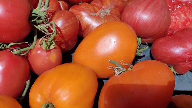 Очень вкусные и урожайные сорта. томатов.Обзор томатов в разрезе от 7 августа смотреть онлайн