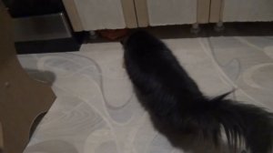 Как быстро и правильно приготовить свиную или говяжью печень