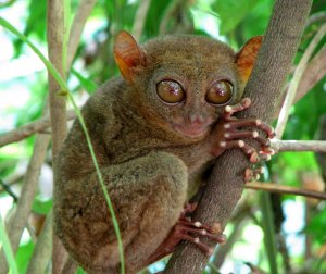 Послушаем мудрые звуки природы, где обитает долгопят