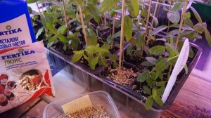 Рассада ДЕРБЕННИКА ПРИЩИПКА ПОДКОРМКА  ЧАСТЬ 4